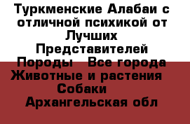 Туркменские Алабаи с отличной психикой от Лучших Представителей Породы - Все города Животные и растения » Собаки   . Архангельская обл.